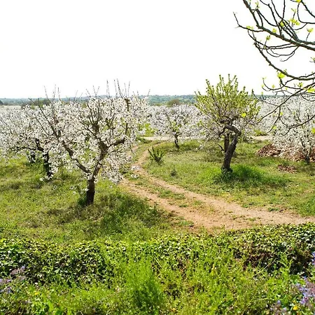 Masseria Guadiano Vecchio Holiday home